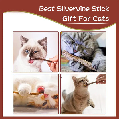Natural Silvervine Cat Chew Sticks – 2 Packs (20 Sticks) Natural Matatabi Chew Toys for Cats & Kittens, Dental Care, Teeth Cleaning, Calm Anxiety, Aggressive Chewer Toy, Interactive Play Toys Chewtoy